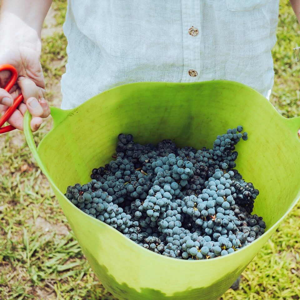 Primitivo di Manduria DOP: Il Rubino di Puglia, passione e storia in un calice