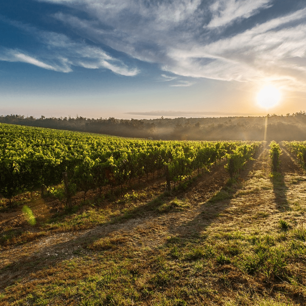 Il Lazio e il suo tesoro vinicolo: esplorando le potenzialità dei vigneti regionali